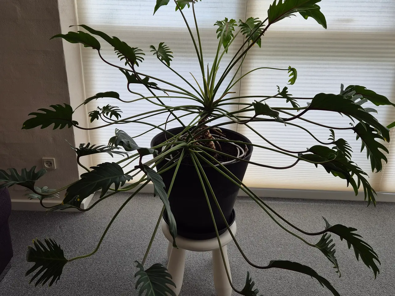 Billede 1 -  Philodendron Xanadu - Dekorativ grøn stueplante