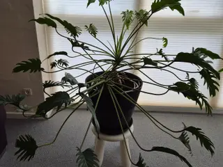  Philodendron Xanadu - Dekorativ grøn stueplante