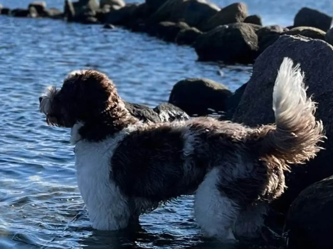 Billede 1 - Labradoodlehvalpe 2026