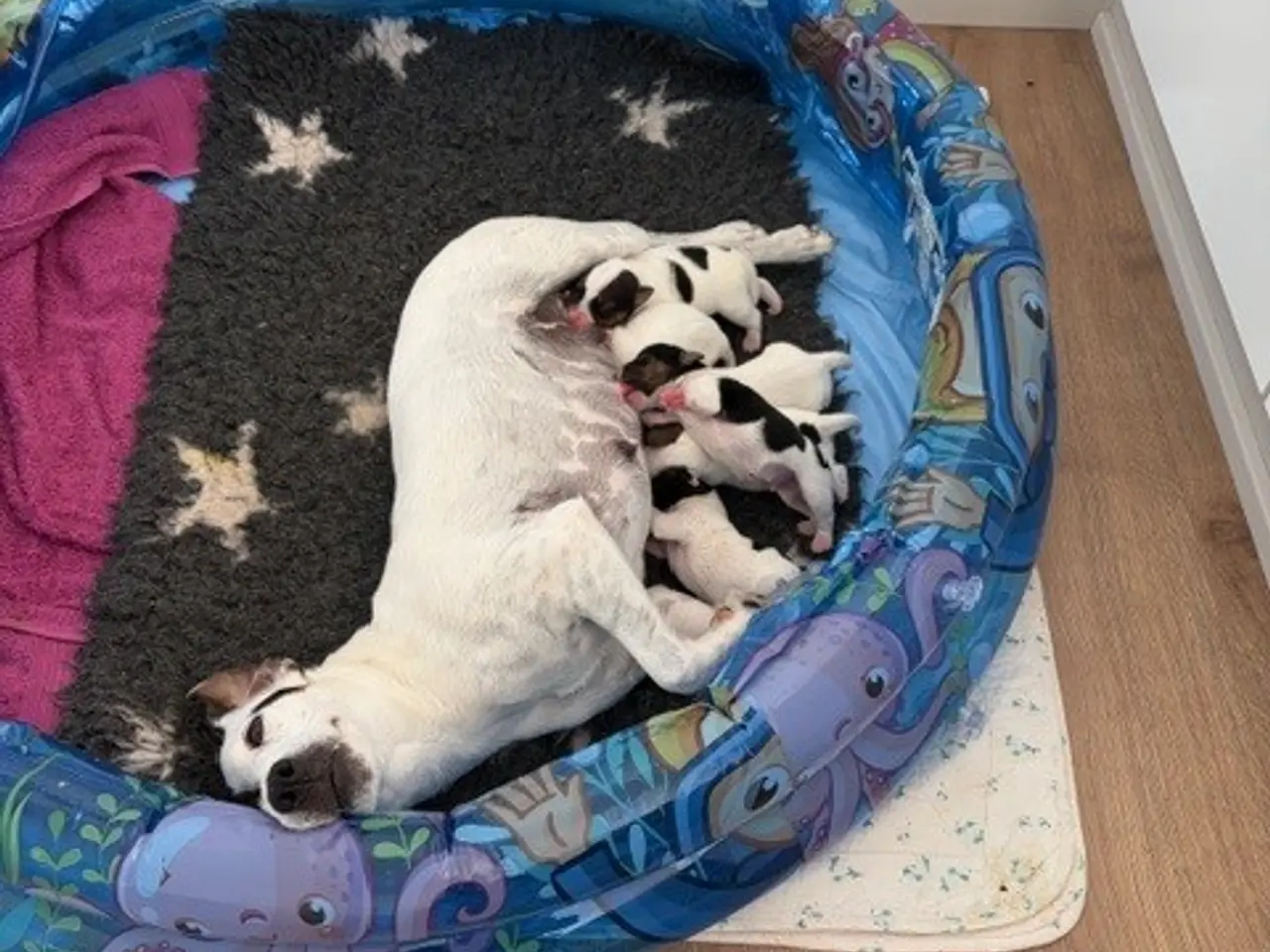 Billede 5 - Jack Russel Hvalpe