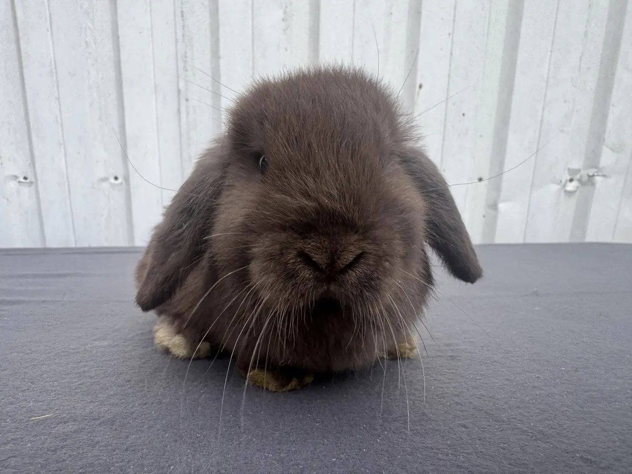 Billede 2 - Mini lop hunkanin salgsklar