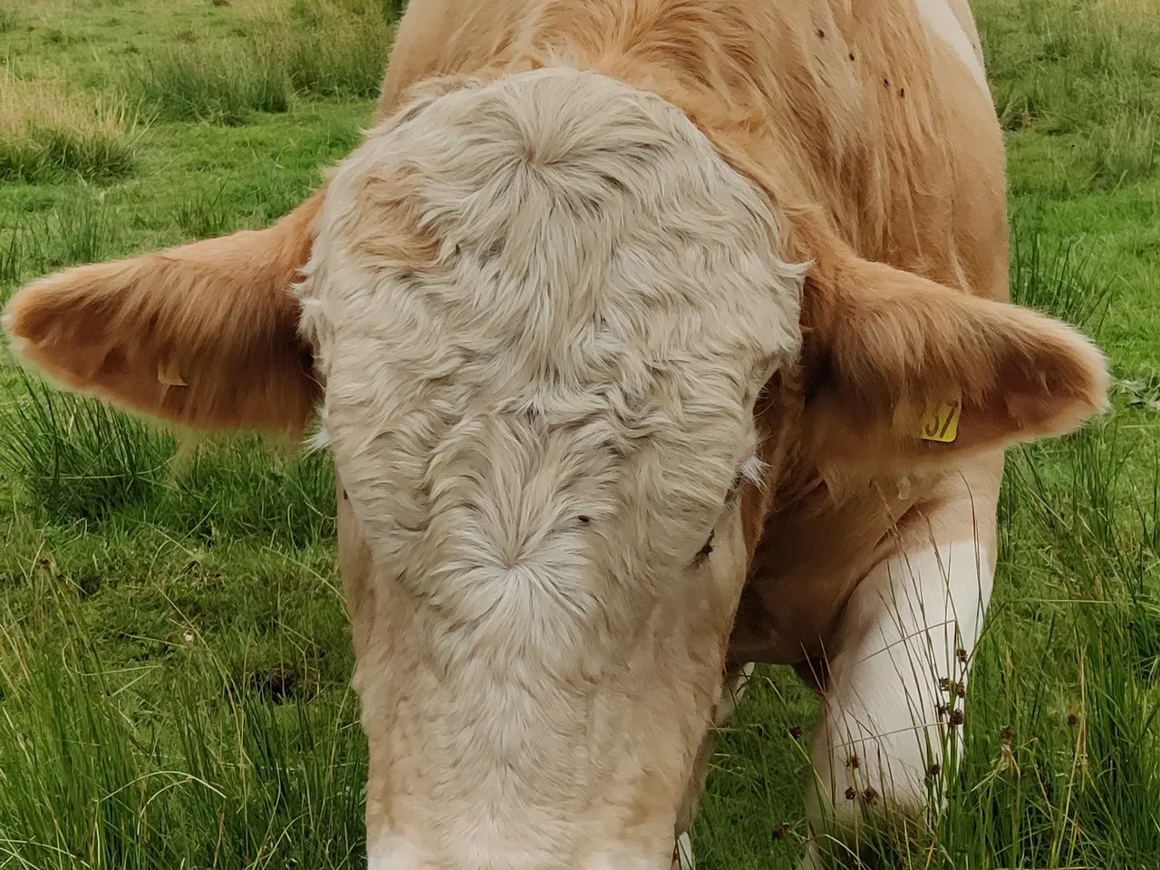 Billede 2 - Simmental tyr sælges