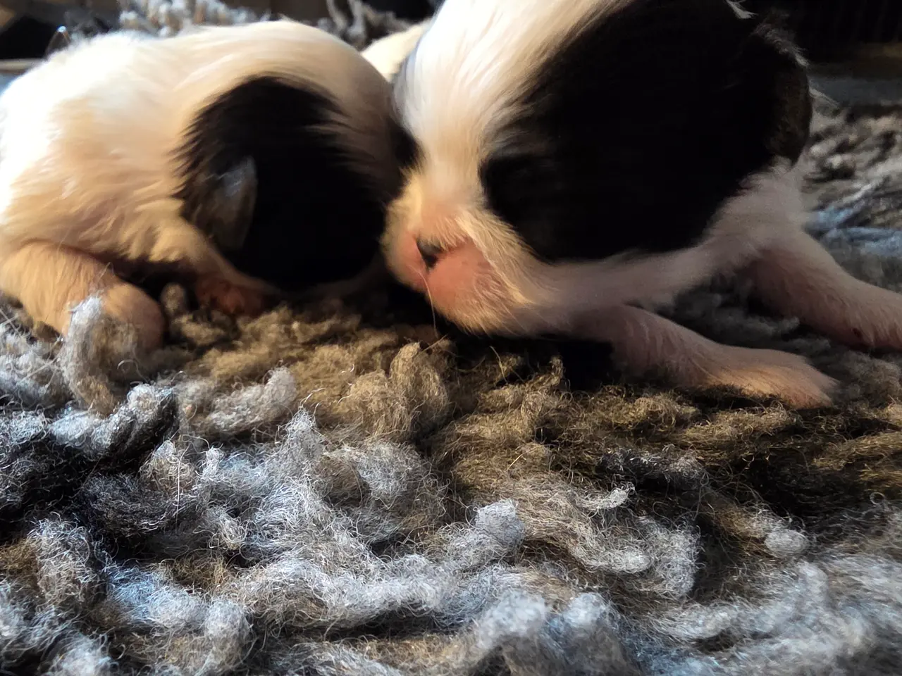 Billede 4 - Japanese Chin hvalpe