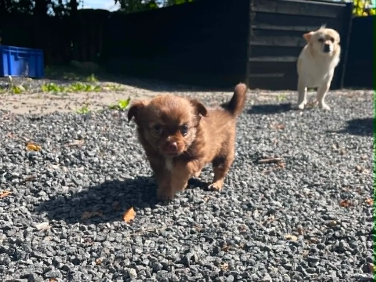 Billede 9 - Chihuahua 6 skønne banditter