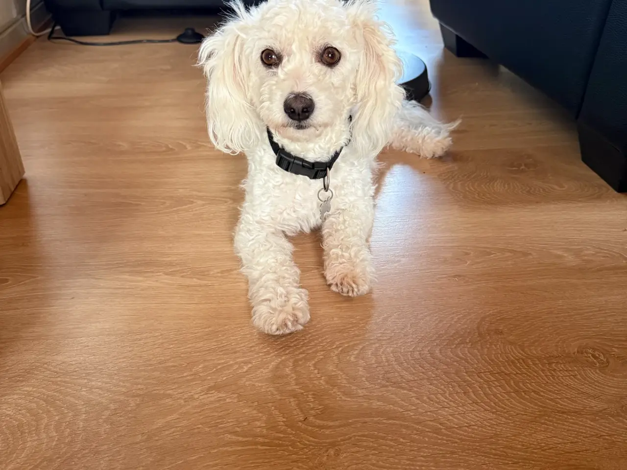 Billede 9 - Maltipoo og bichon maltet
