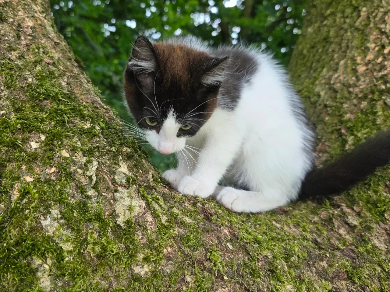 Billede 3 - Alma 🐱 sød renlig kattekilling 9