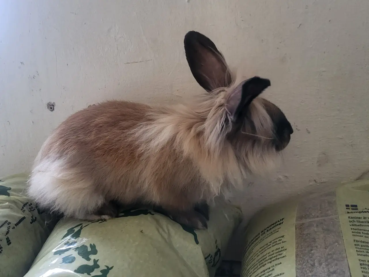 Billede 2 - Kælne Angora blanding
