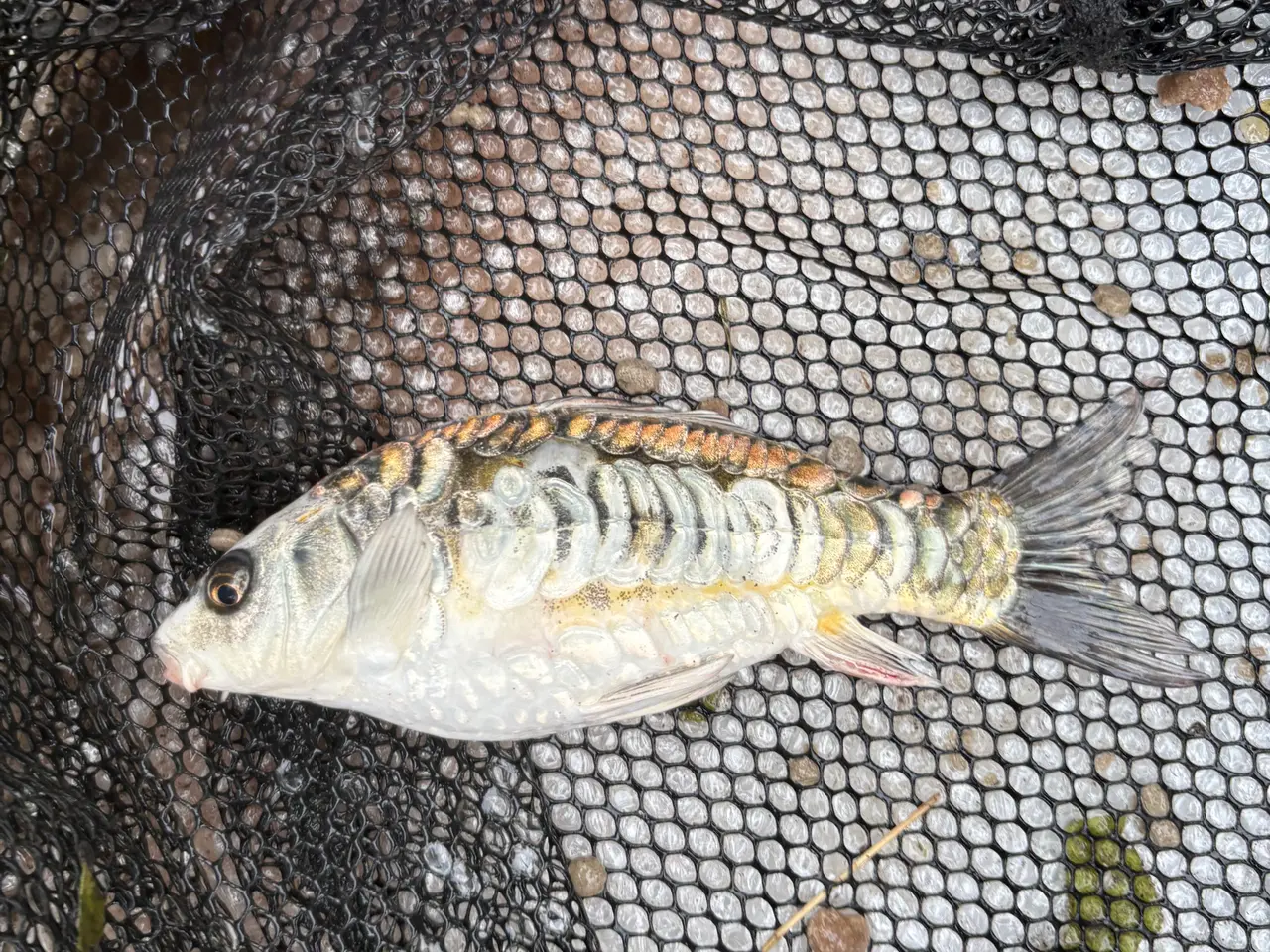 Billede 17 - Fisk / guldfisk 