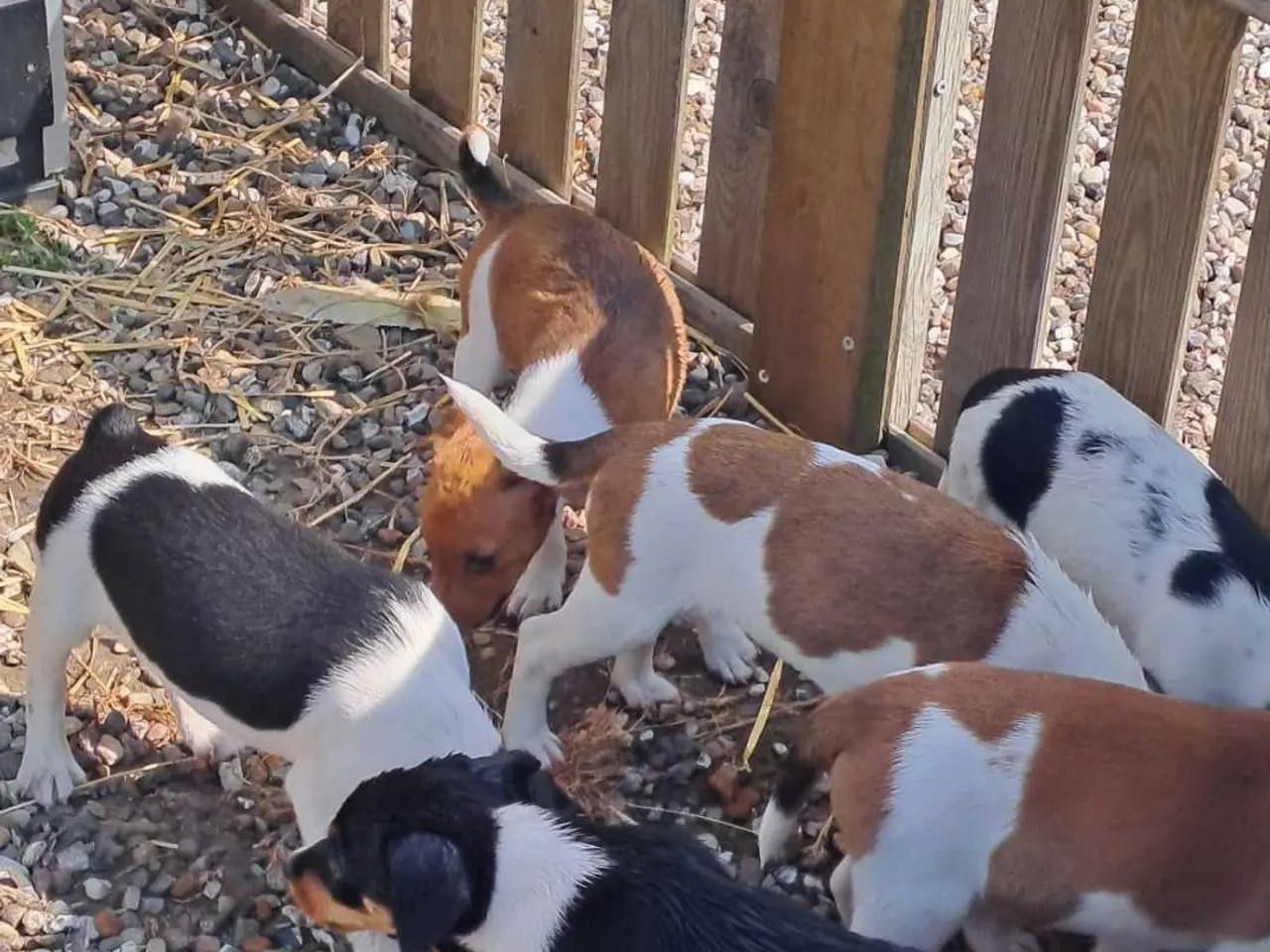 Billede 4 - Dansk svensk gårdhund hvalper