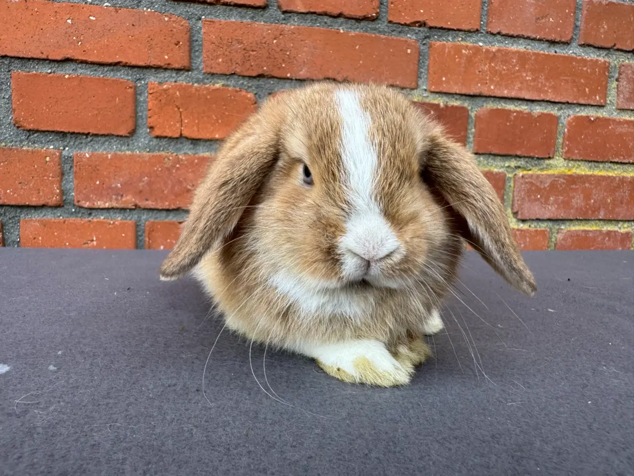 Billede 3 - Mini lop hunkanin