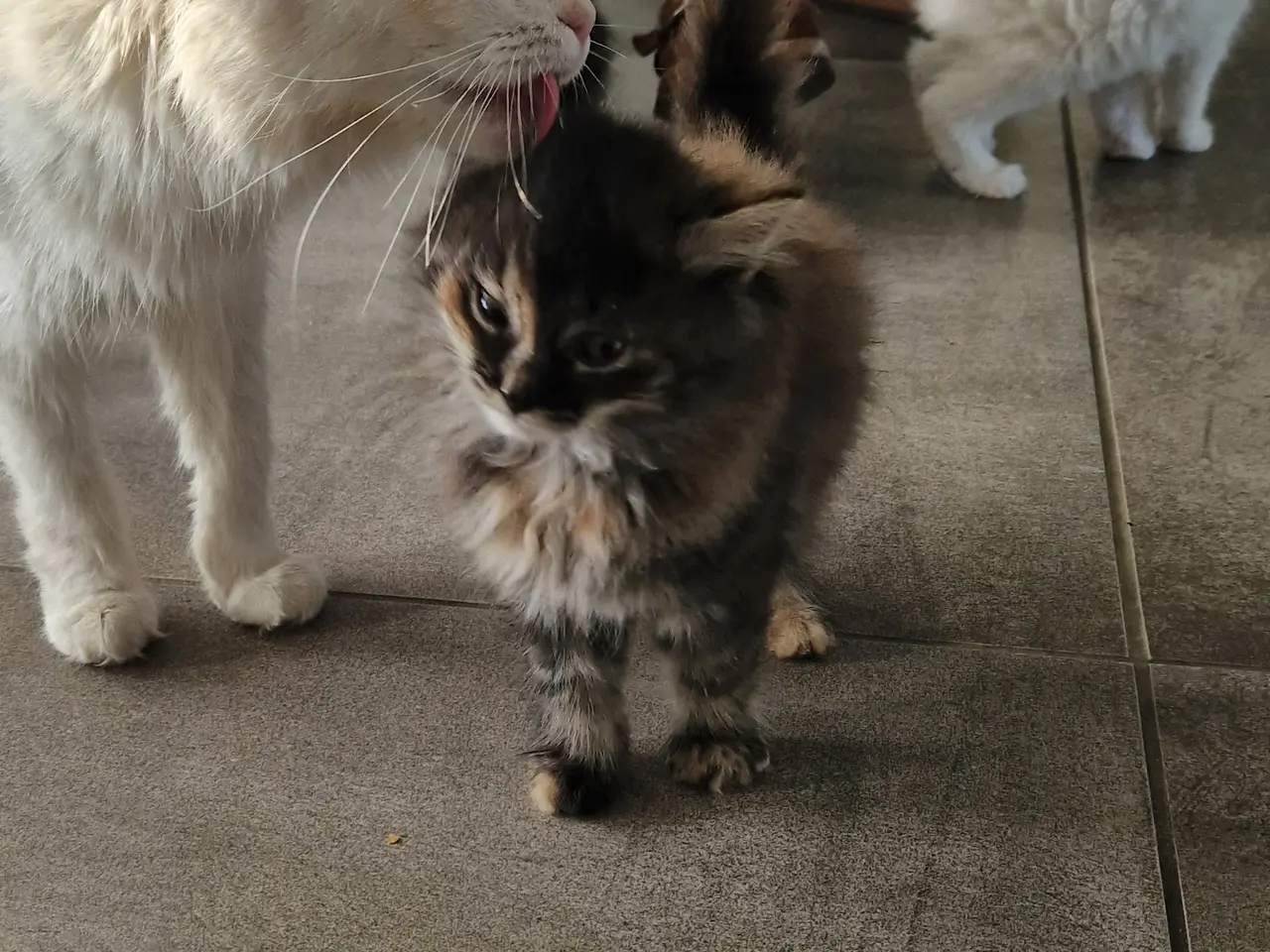 Billede 8 - 🐱❤️ 5 søde og tykke Norsk Skovkat-killinger
