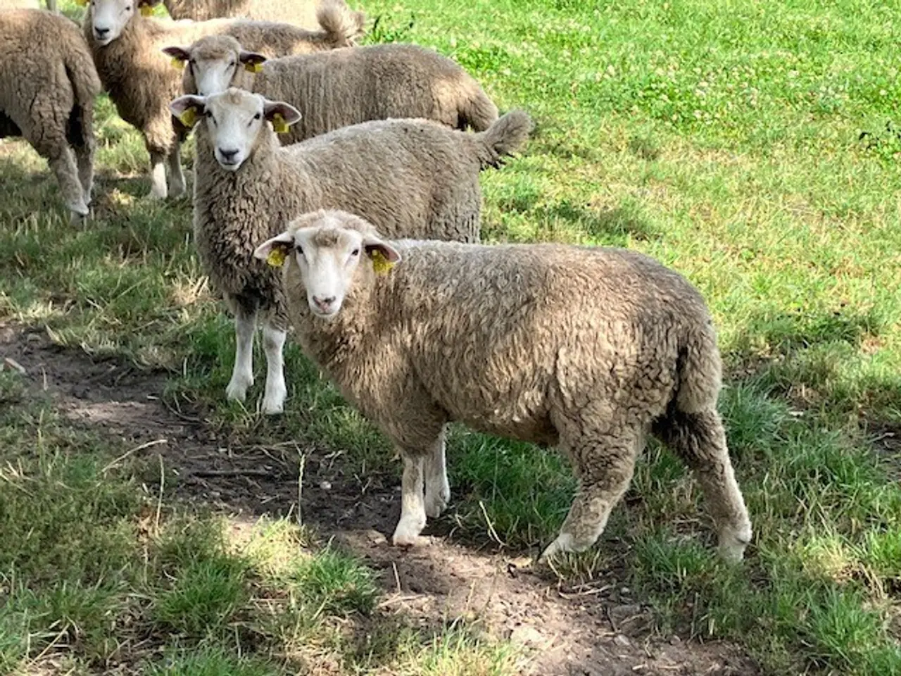 Billede 1 - Texel / Romney gimmer