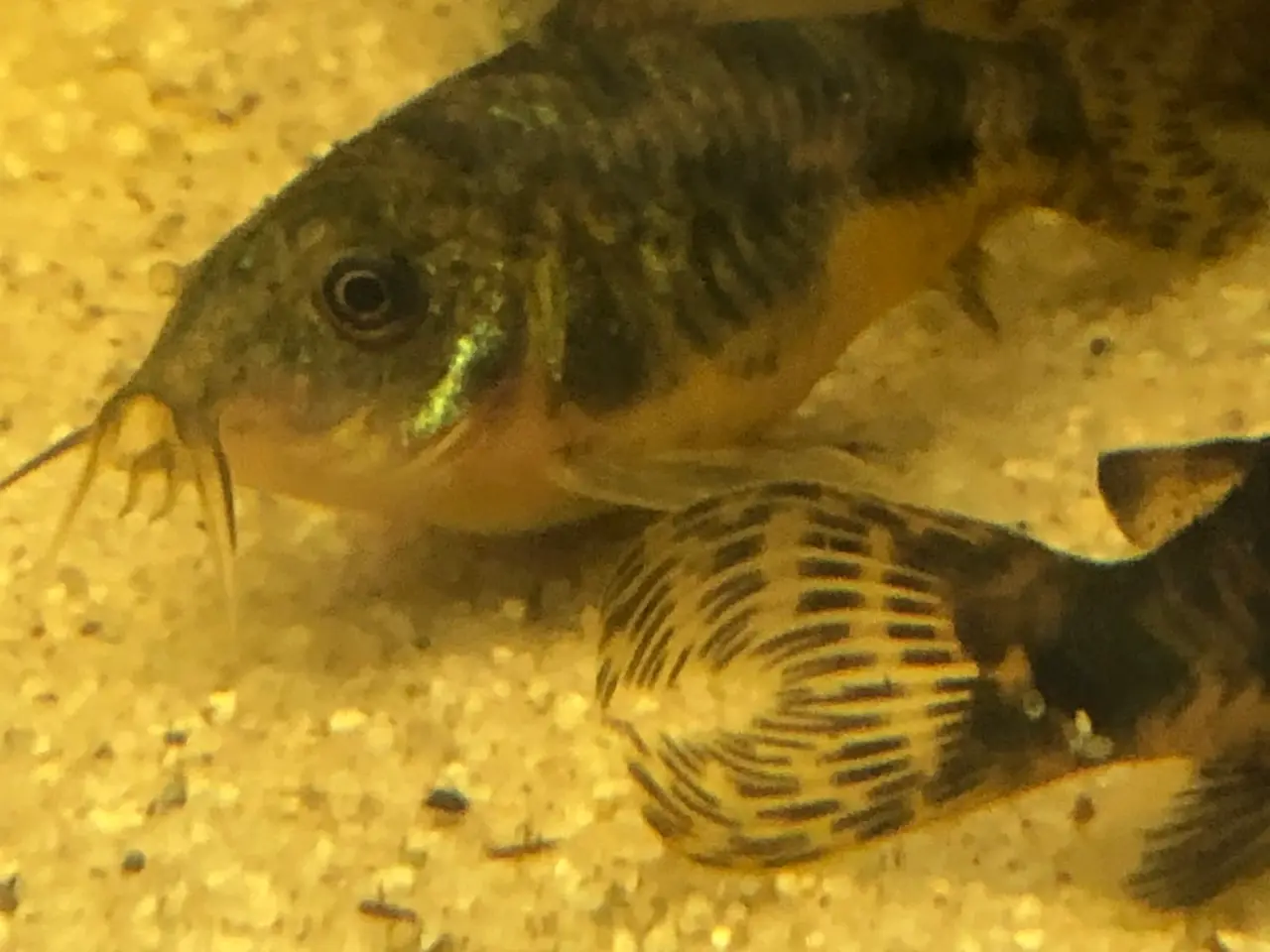Billede 1 - Akvariefisk
