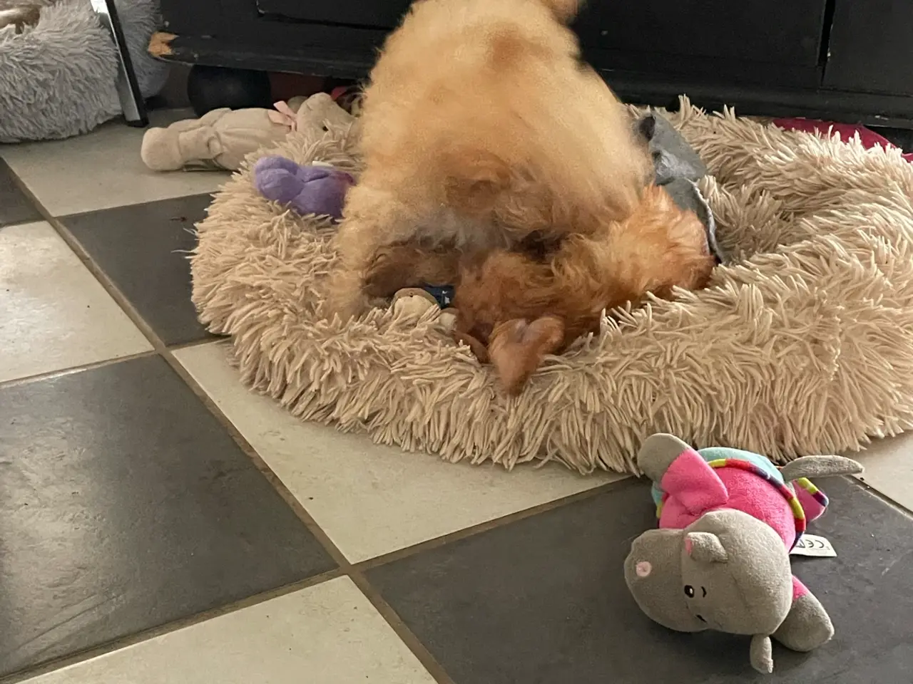 Billede 8 - 2 skønne cavapoo fb1 damer…