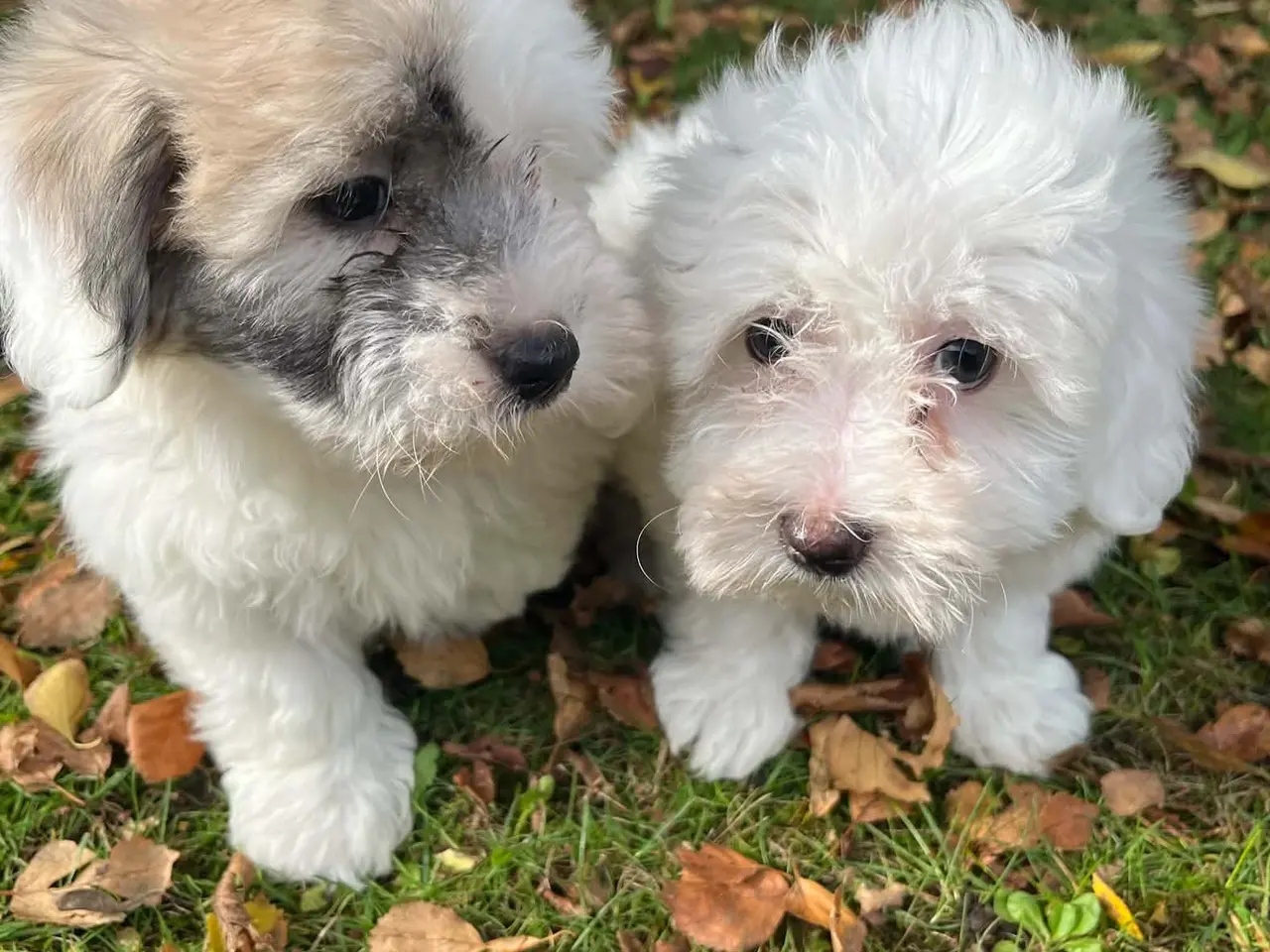 Billede 3 - Coton de tulear hvalpe
