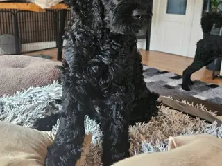 Goldendoodle hvalpe