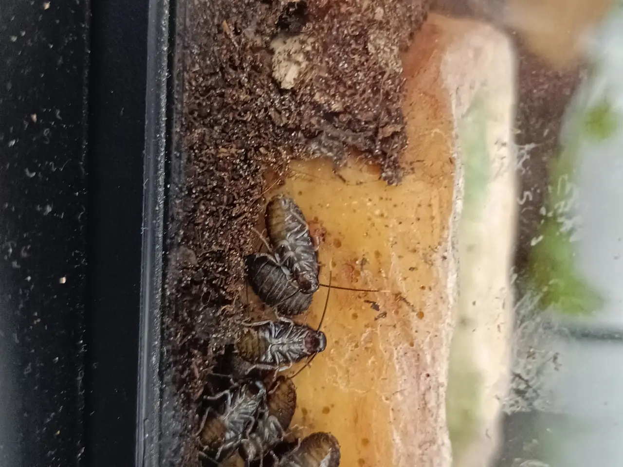 Billede 1 - Baby Madagascar hissing cockroach 