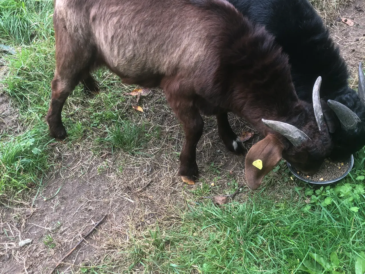 Billede 3 - Boer bukke