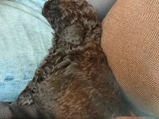 Charmerende og kælen Lagotto Romagnolo - 5