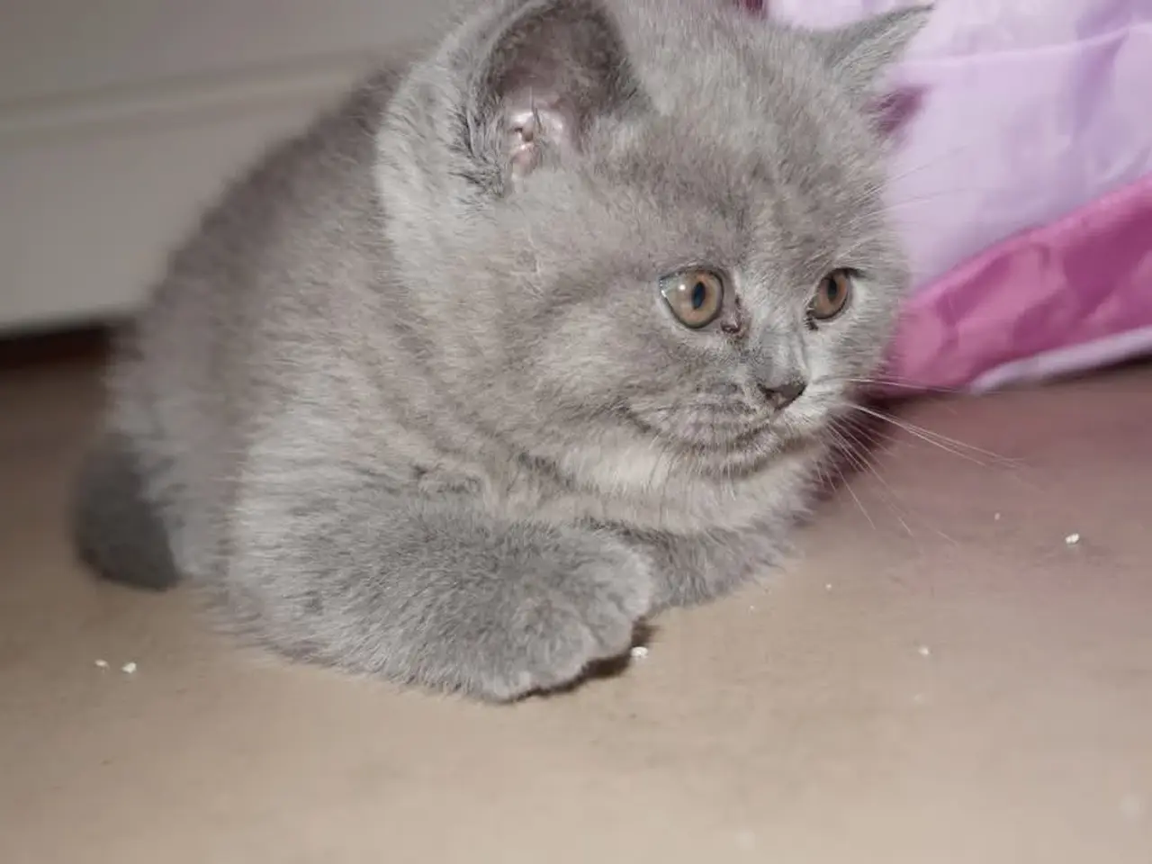 Billede 6 - British shorthair killinger med stamtavle