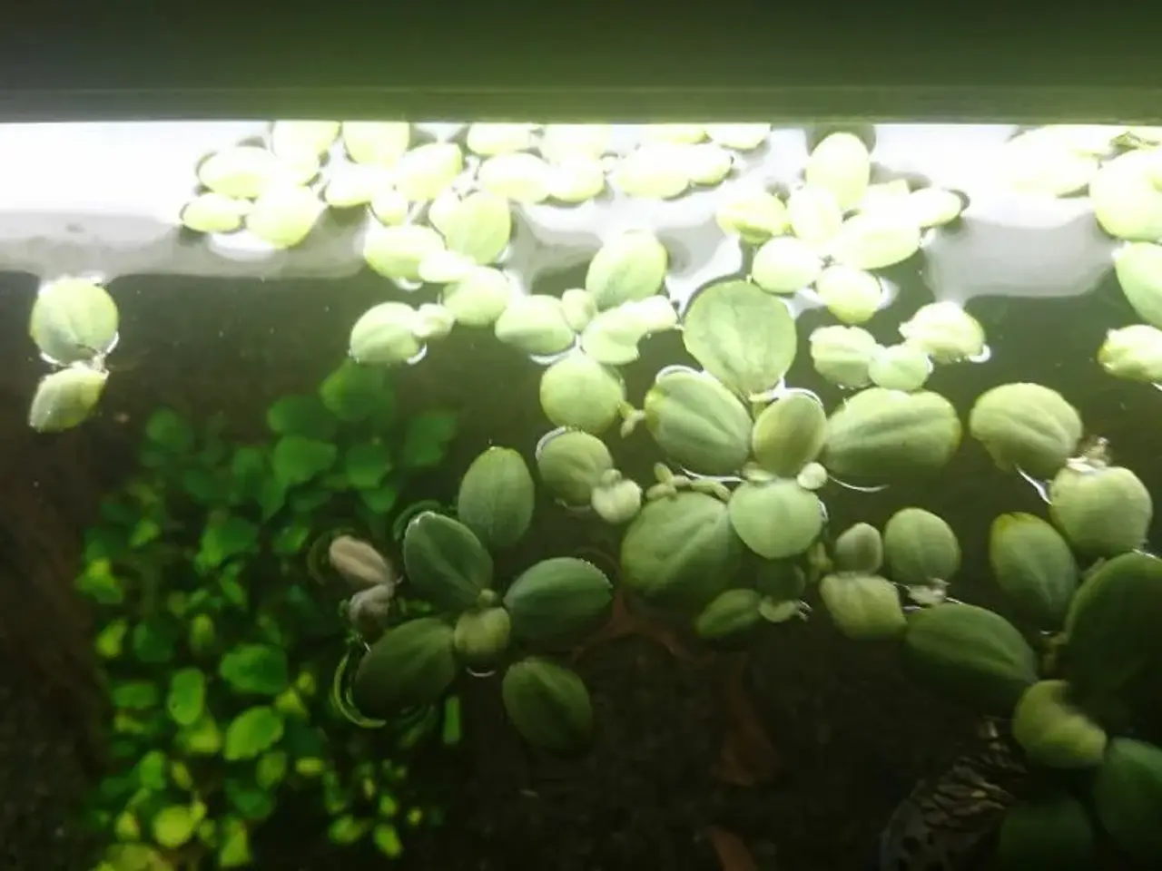 Billede 2 - Fine flyde og bundplanter
