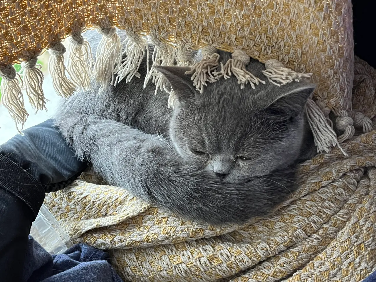 Billede 14 - British shorthair katte sælges