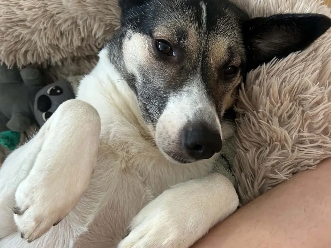 Billede 6 - Skønne Safi søger nyt hjem 🐶