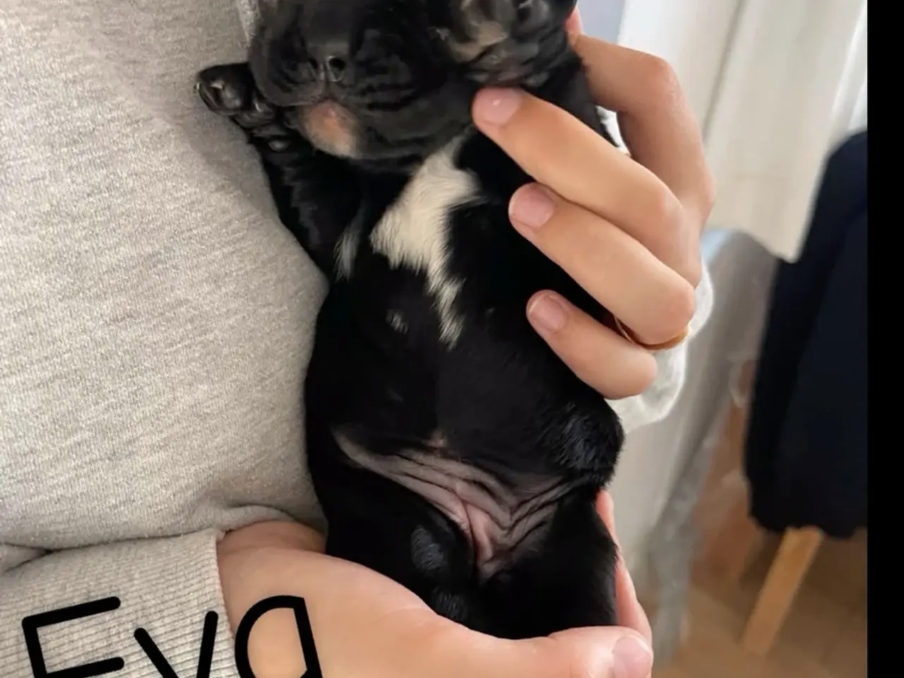 Billede 2 - 75 % Engelsk Cocker Spaniel / 25 % F1 Labrador.