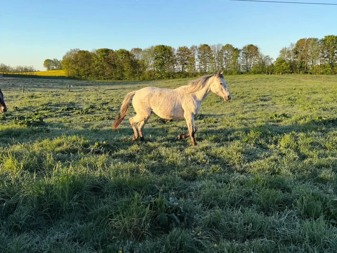 Billede 1 - Knabstrupper pony hoppe 