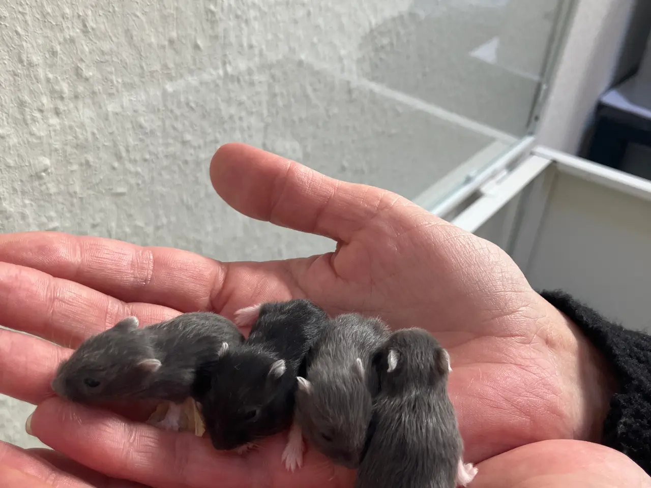 Billede 3 - Tamme Dværghamster