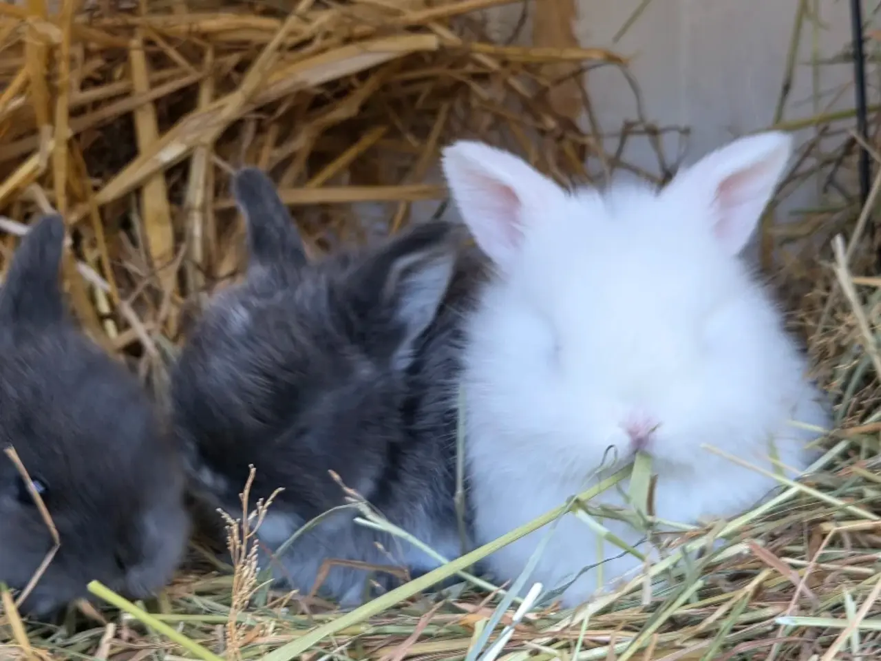Billede 8 - Minilop unger sælges