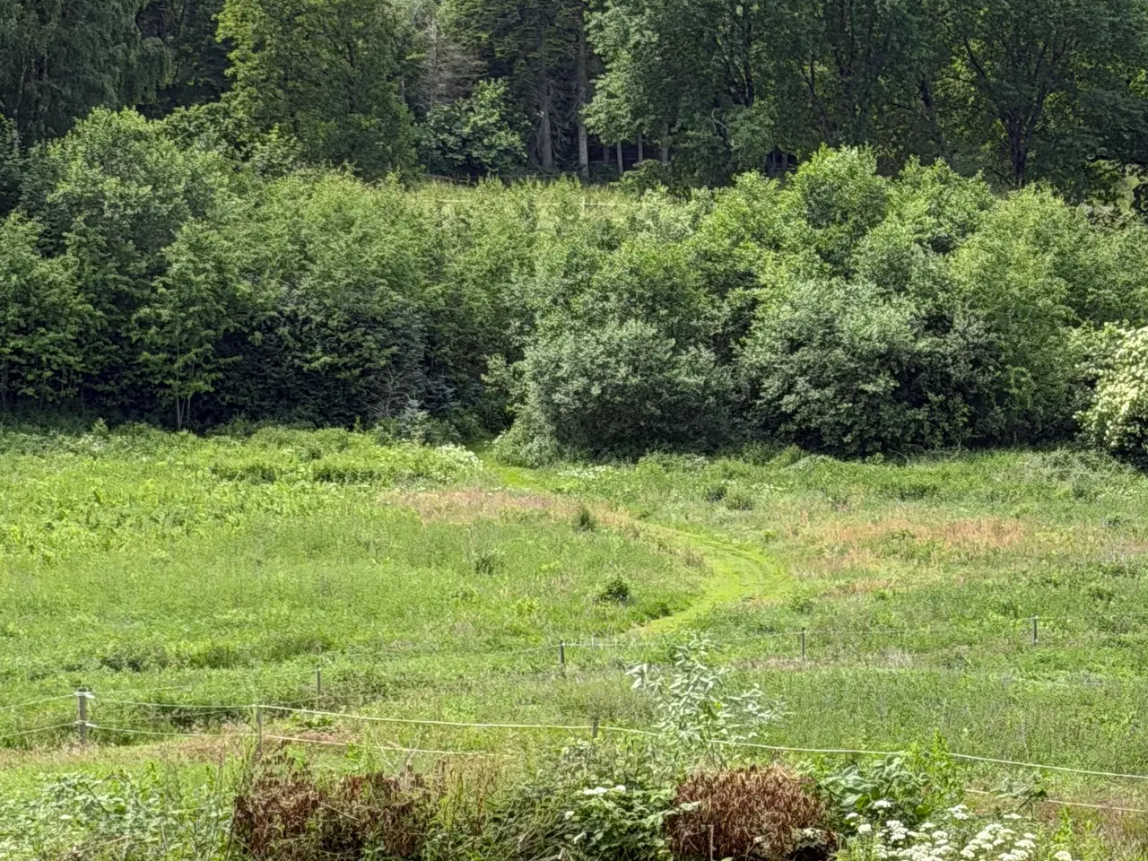 Billede 2 - Sommergræs