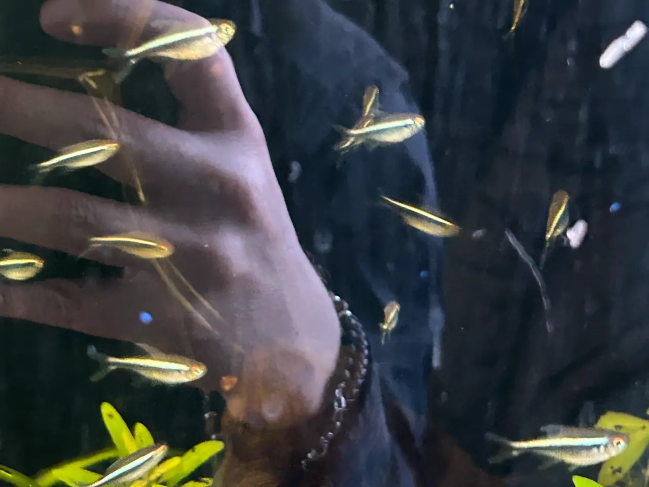Billede 3 - 🐟🖤 Sorte neonfisk – flotte stimefisk