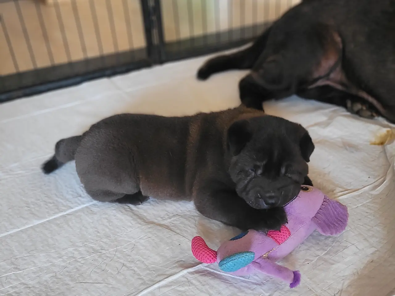 Billede 6 - Shar pei hvalp