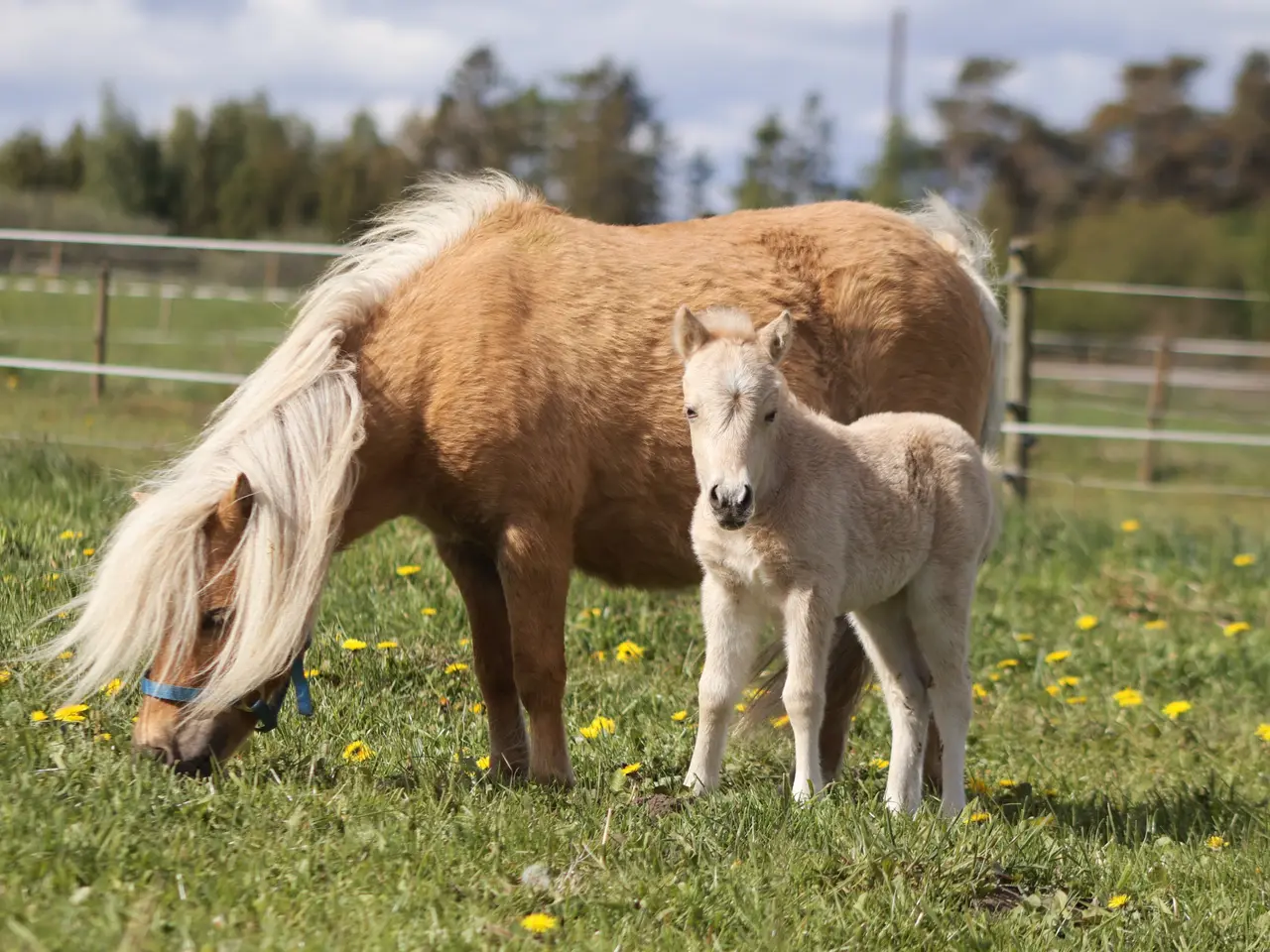 Billede 5 - Shetlands Palomino hoppeføl