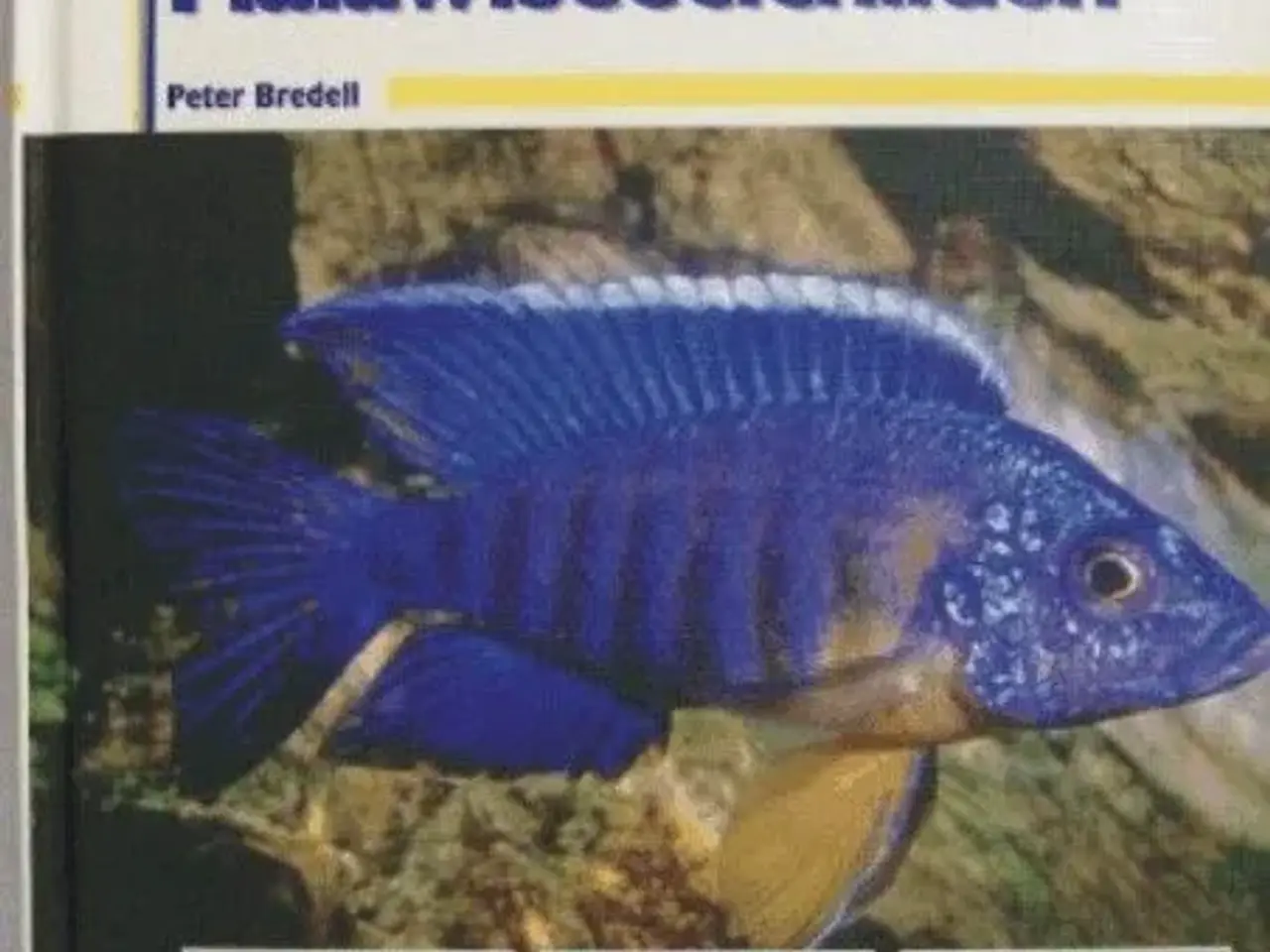 Billede 7 - Malawi Cichlids bøger, tysk - engelsk