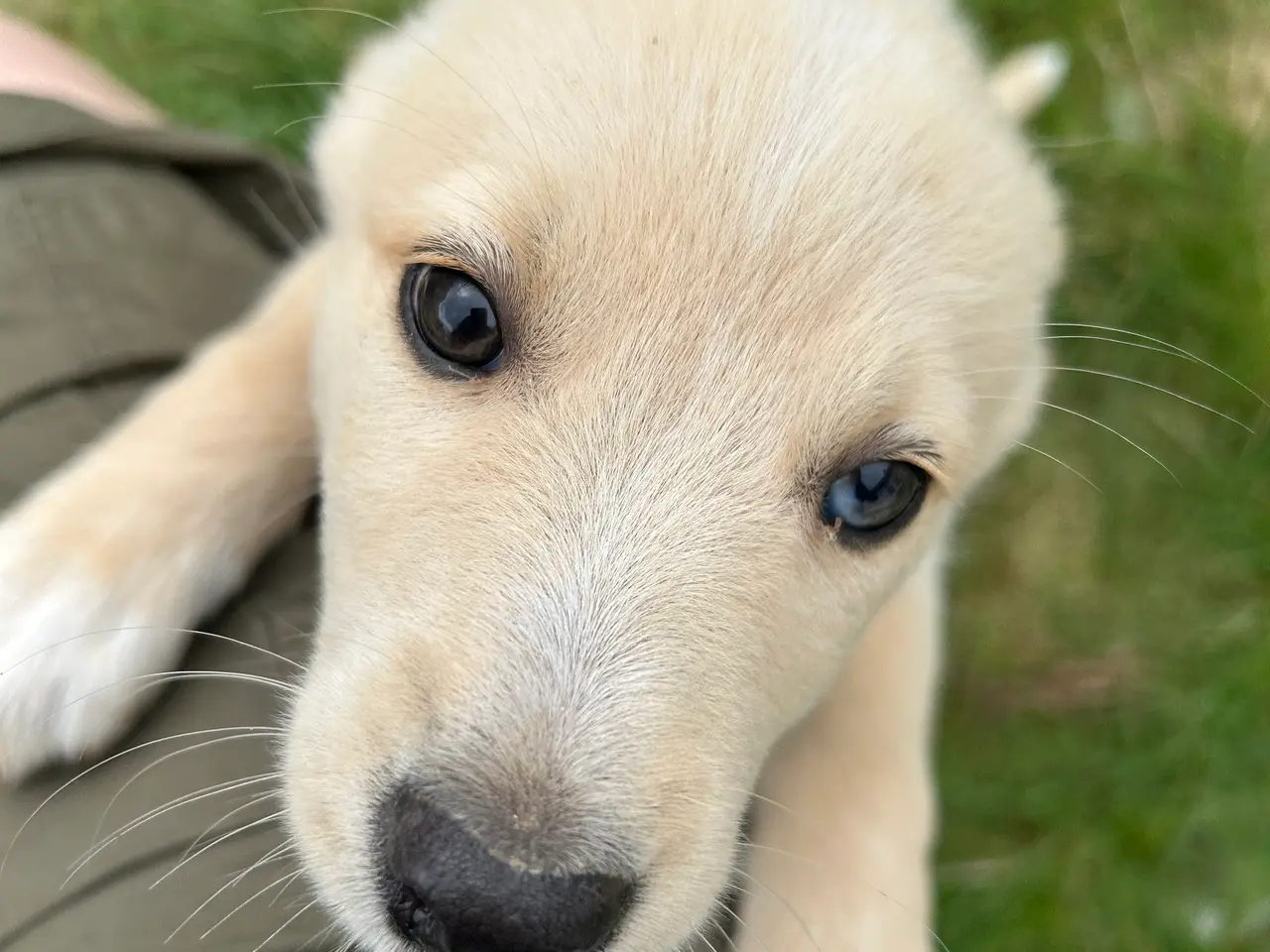 Billede 4 - 🐾 Dandi søger sit nye hjem 🐾