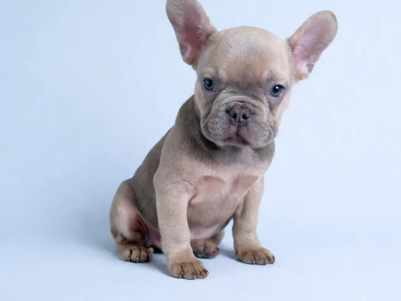 Billede 5 - Fransk bulldog hvalpe