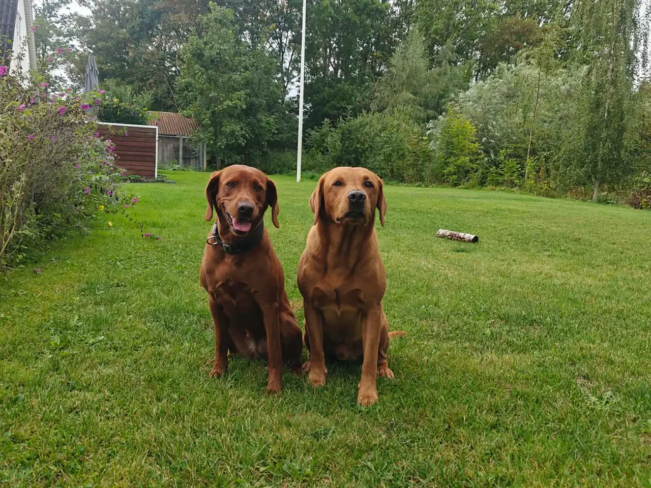 Billede 1 - Redfox Labrador kuld på vej (DKK)