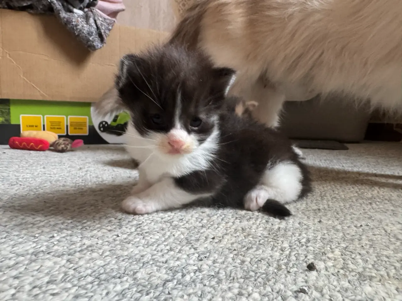 Billede 18 - 🖤Nuttet Maine Coon/Ragdoll hankilling🖤
