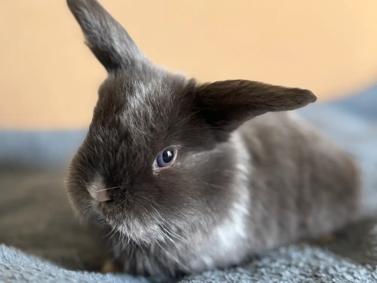 Billede 6 - Ægte Minilop unger søger nye hjem 🐰💛