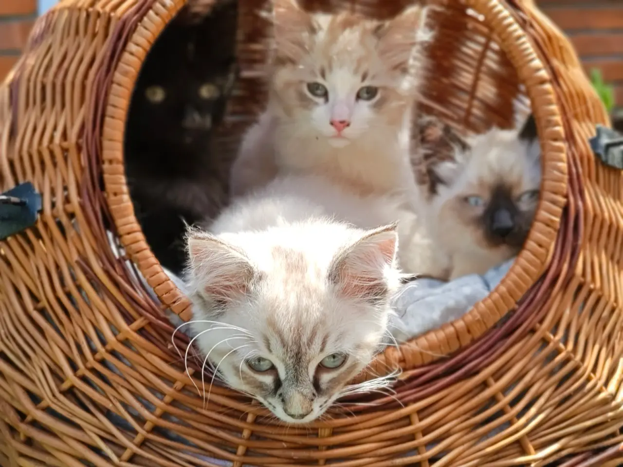 Billede 8 - Ragdoll  far- Ragdoll-Skovkat mor.