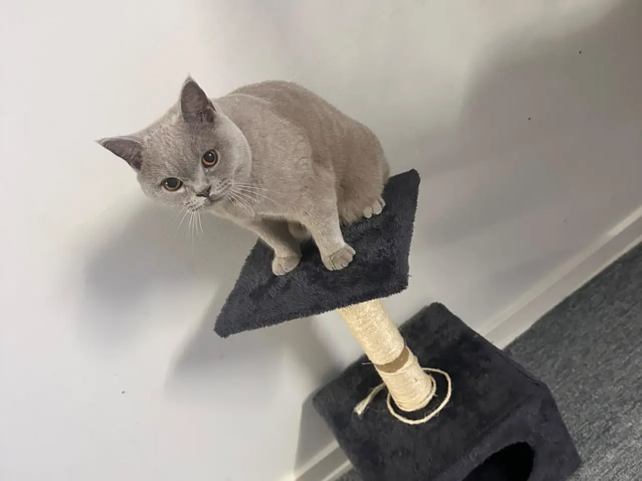 Billede 5 - British Shorthair hankat med stamtavle
