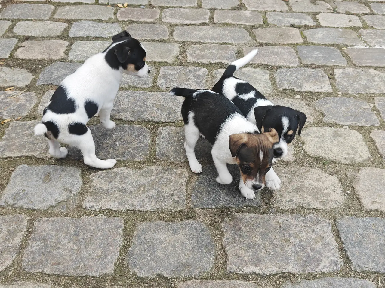 Billede 6 - Baby Rottehund