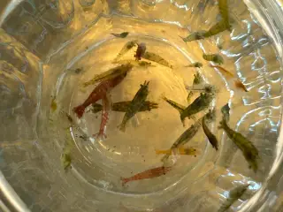 🦐 Neocaridina rejer – blandede 5stk | GLS
