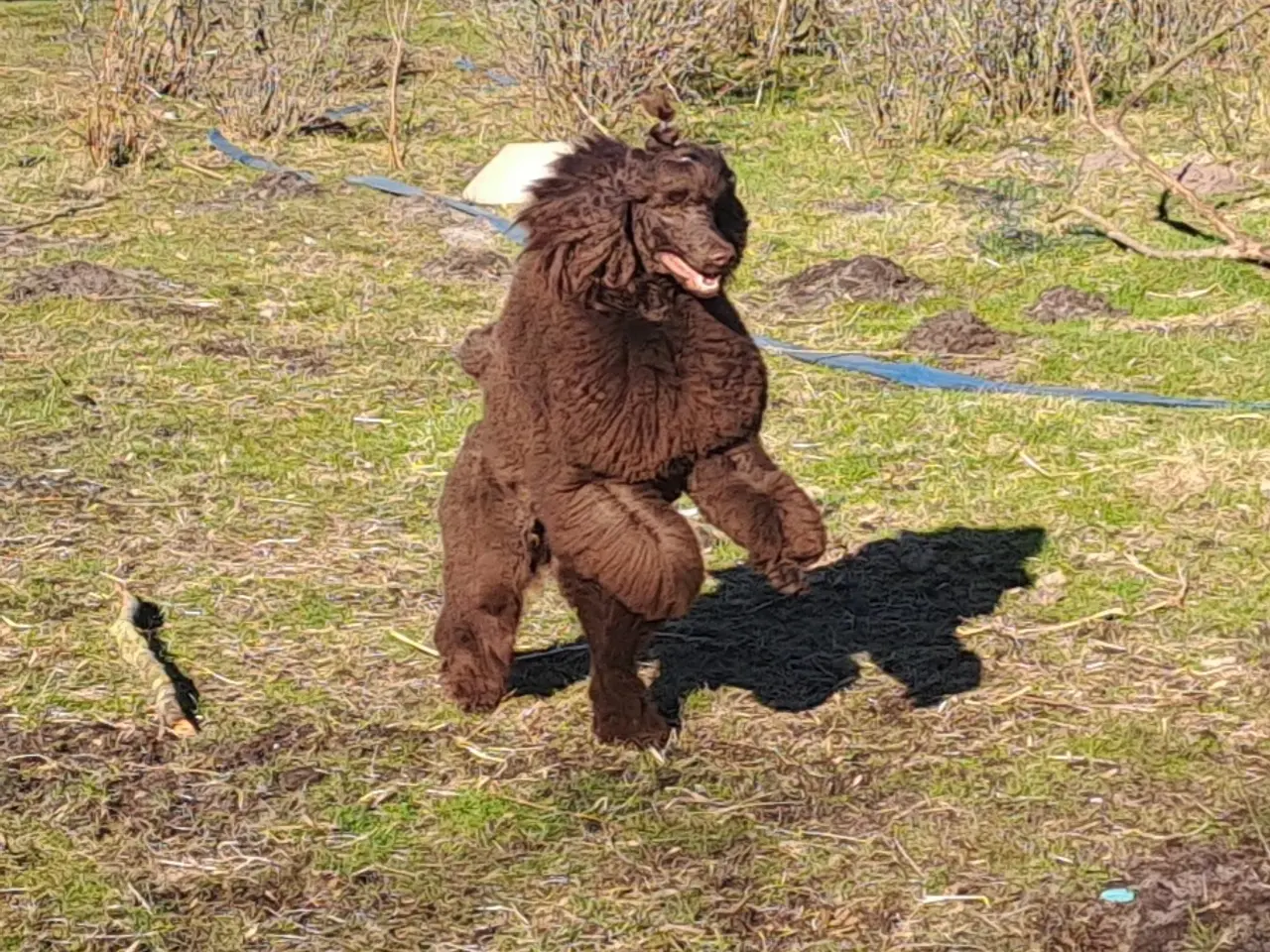 Billede 2 - Hundefrisør/trimming/groomer 