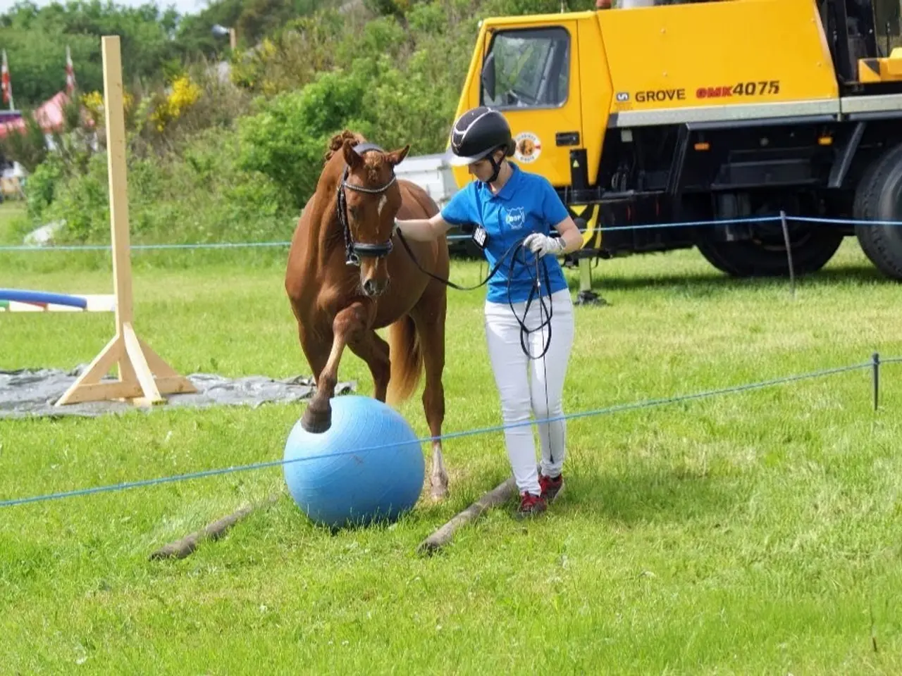 Billede 6 - Dansk Sports pony kat. 1