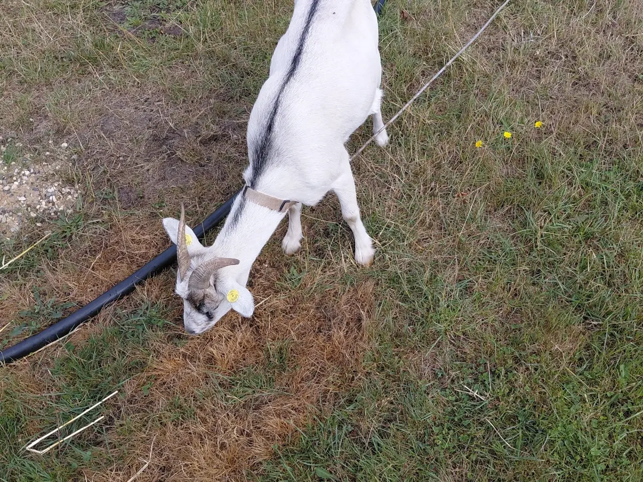 Billede 4 - Dværgged gimmer