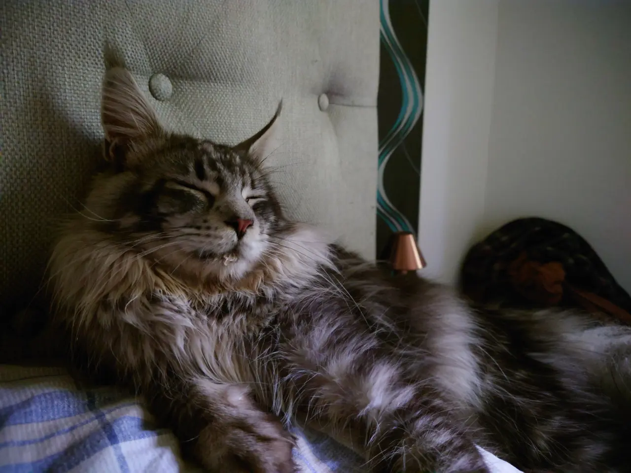 Billede 15 - Smukke Maine coon far med tavle