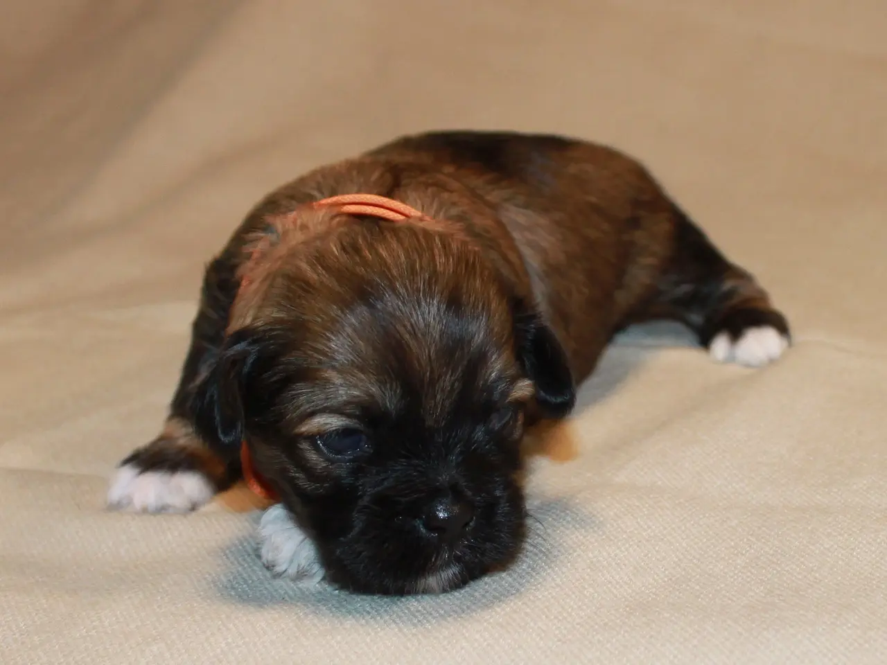 Billede 17 - Lhasa Apso hvalpe